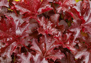 Heuchera