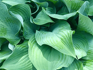 Hosta