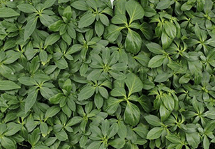 Pachysandra