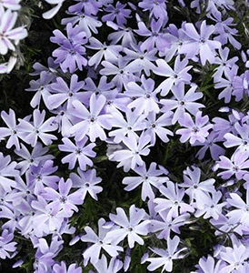 Phlox