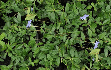 Vinca 