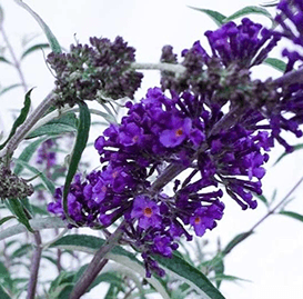 Buddleja