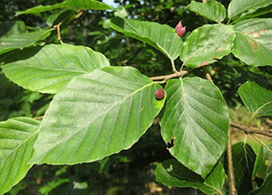 Groene beukenhagen