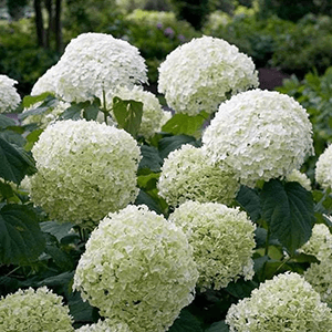 Hortensia