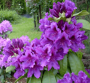 Rhododendron