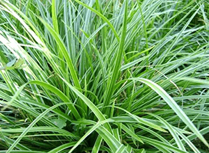 Carex