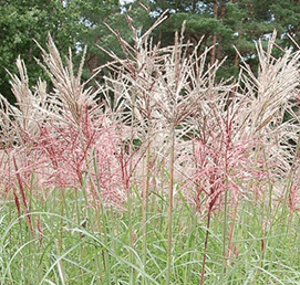 Miscanthus