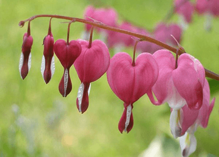 Dicentra