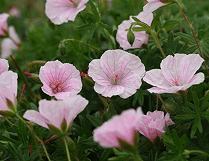 Geranium