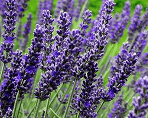 Lavendel