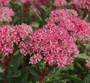 Sedum