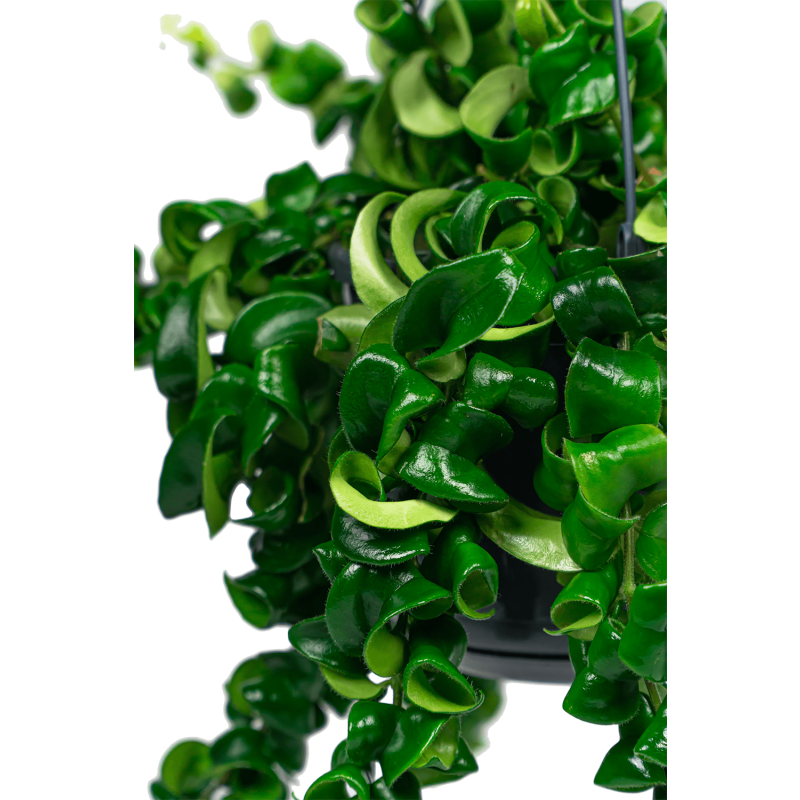 Aeschynanthus