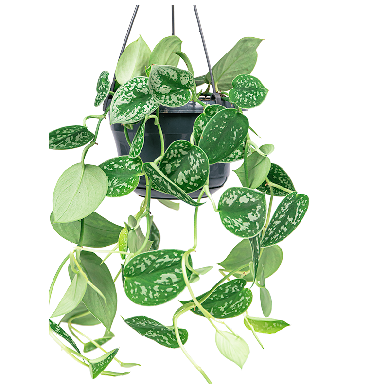 Rhipsalis