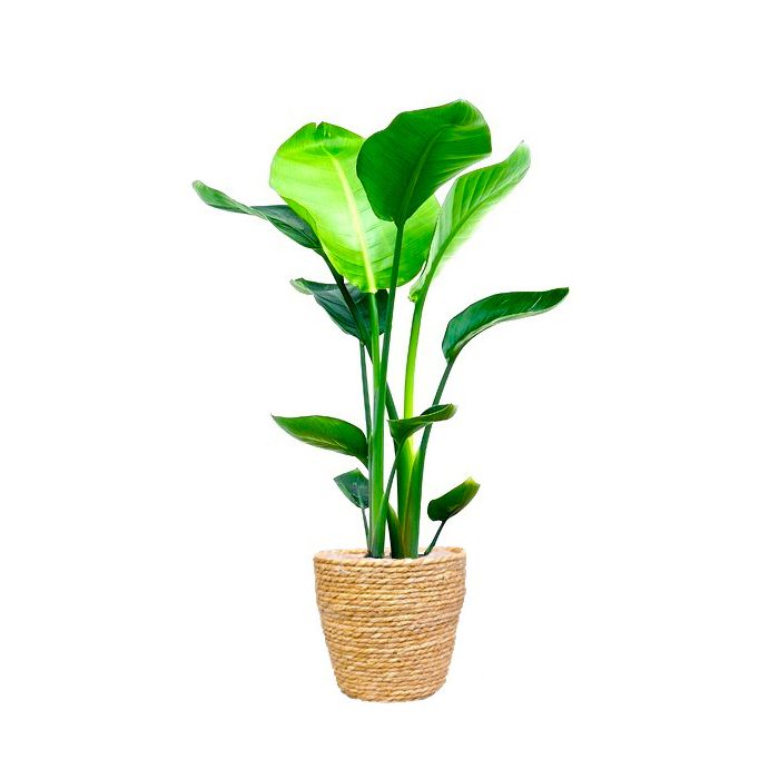 Strelitzia Nicolai in zeegras mand