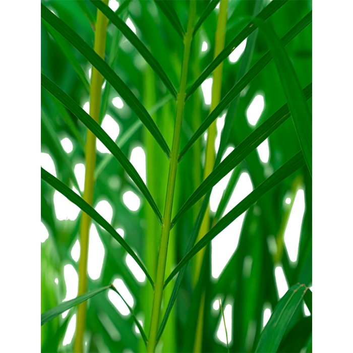 Areca Lutescens in Urban Loft antraciet
