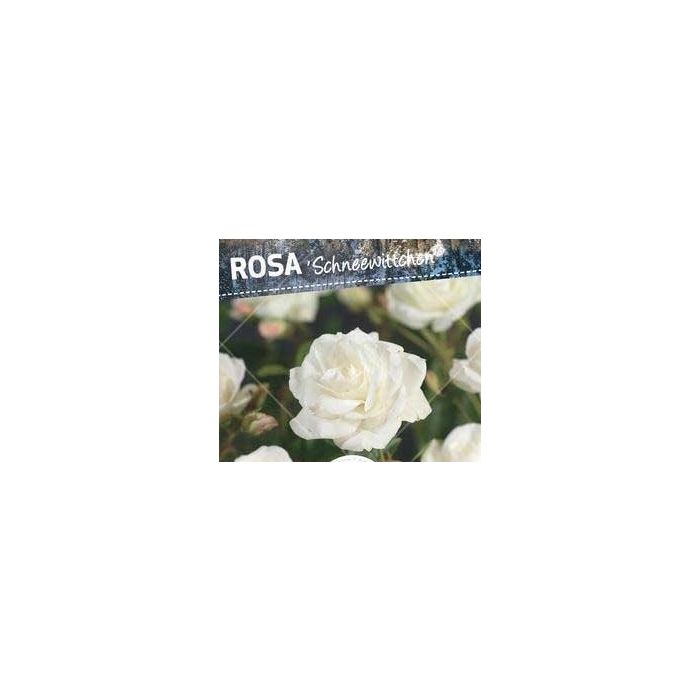 Rosa 'Schneewittchen' op stam