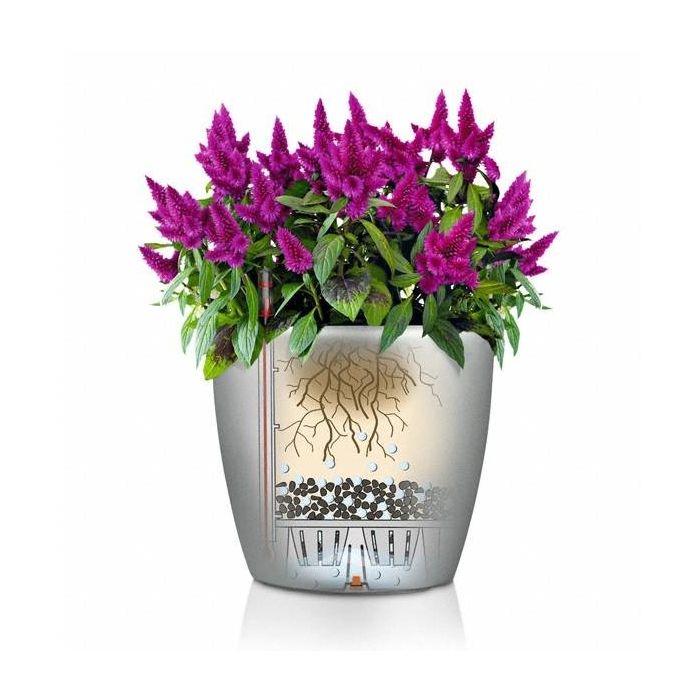 Calathea Medaillon in watergevende Classico antraciet