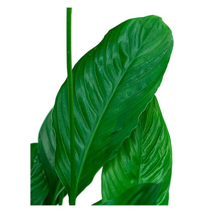 Spathiphyllum in Artstone Claire grijs