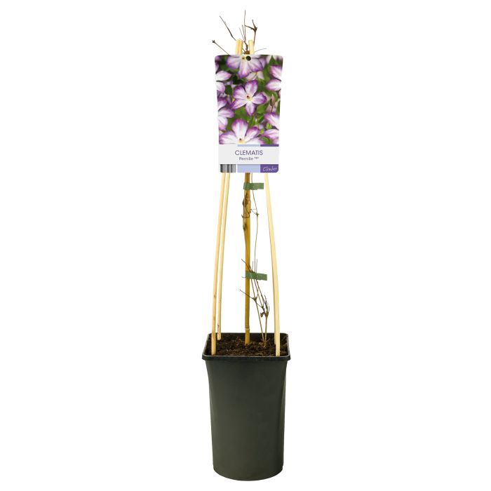 Clematis 'Pernille'