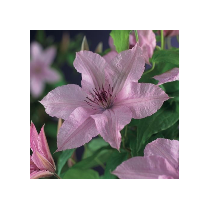 Clematis 'Hagley Hybrid'