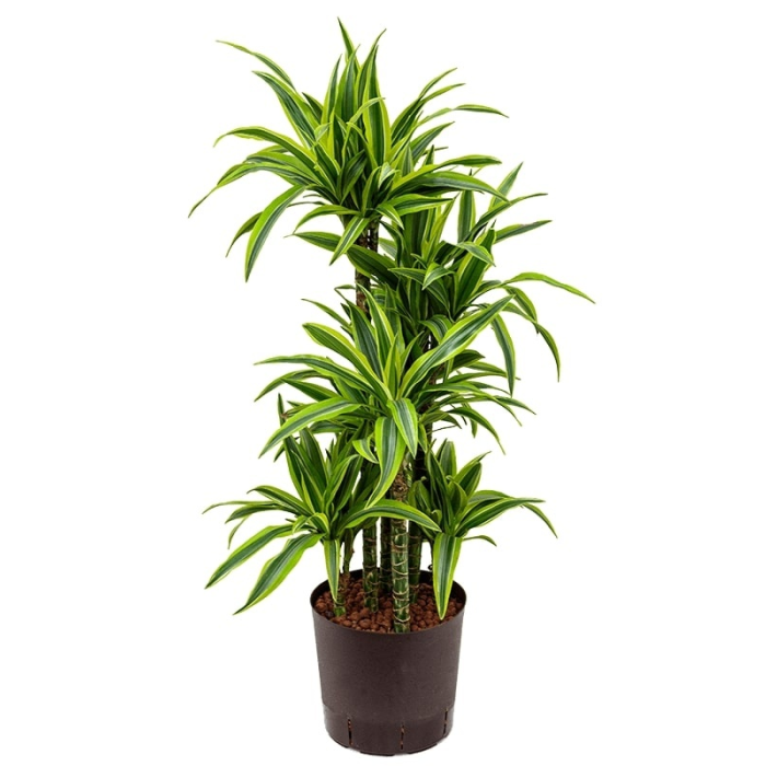 Dracaena Lemon Lime carrousel