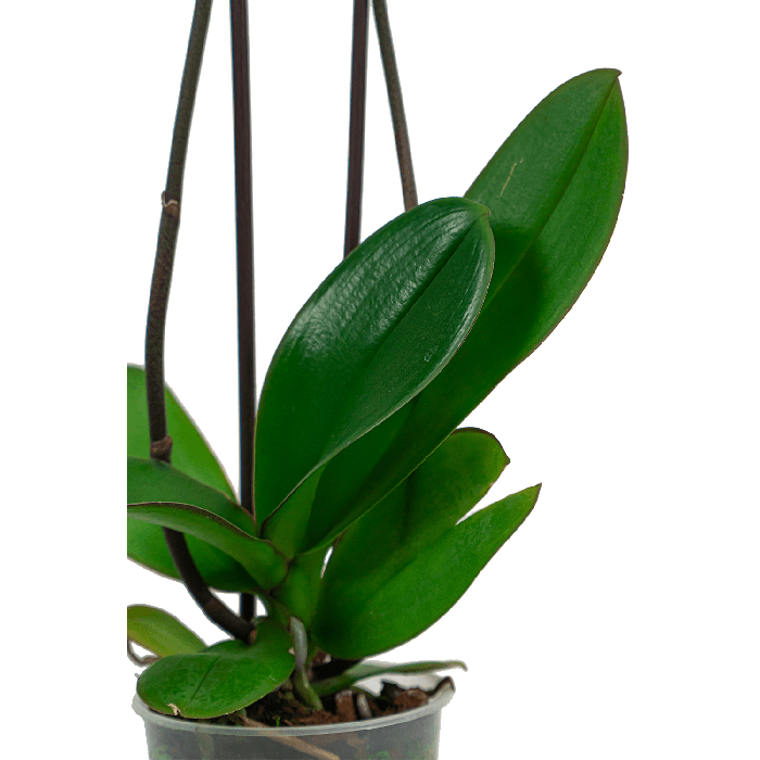Phalaenopsis paars