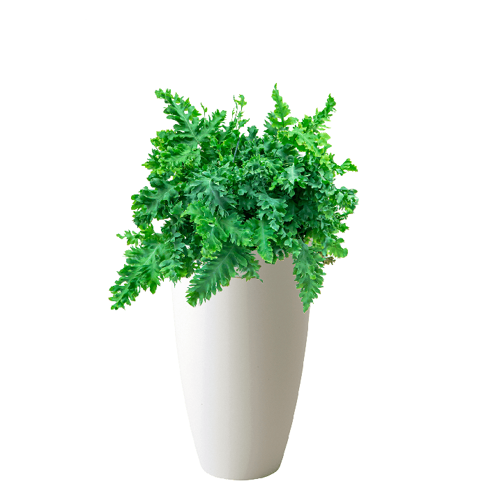 Phlebodium Aureum Davana in Pure Soft wit