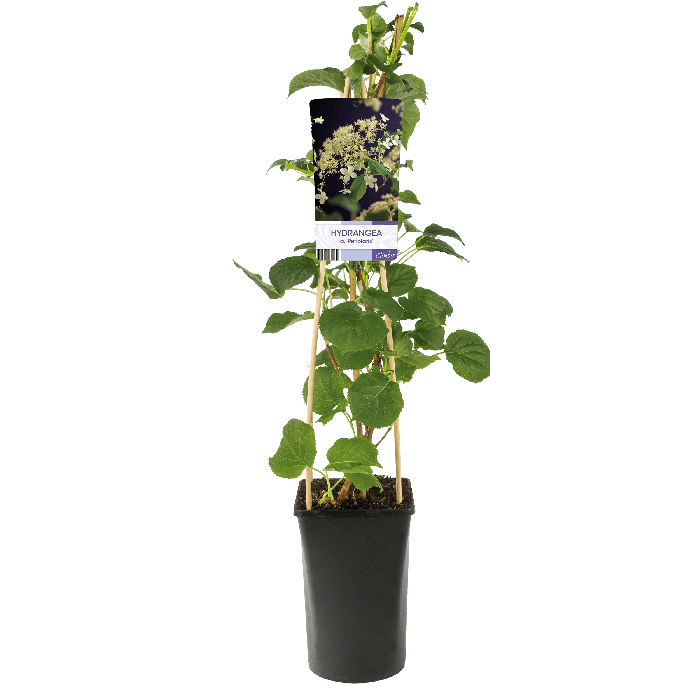 Hydrangea Anomala Petiolaris
