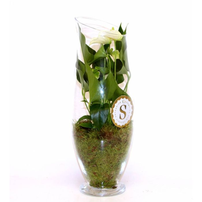 Anthurium wit in vaas Majestic