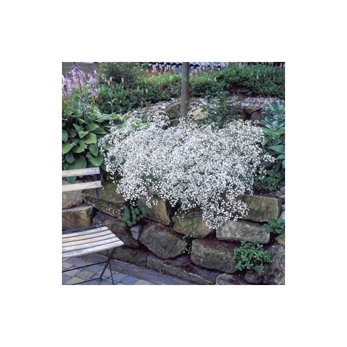 Gypsophila repens 'Alba'