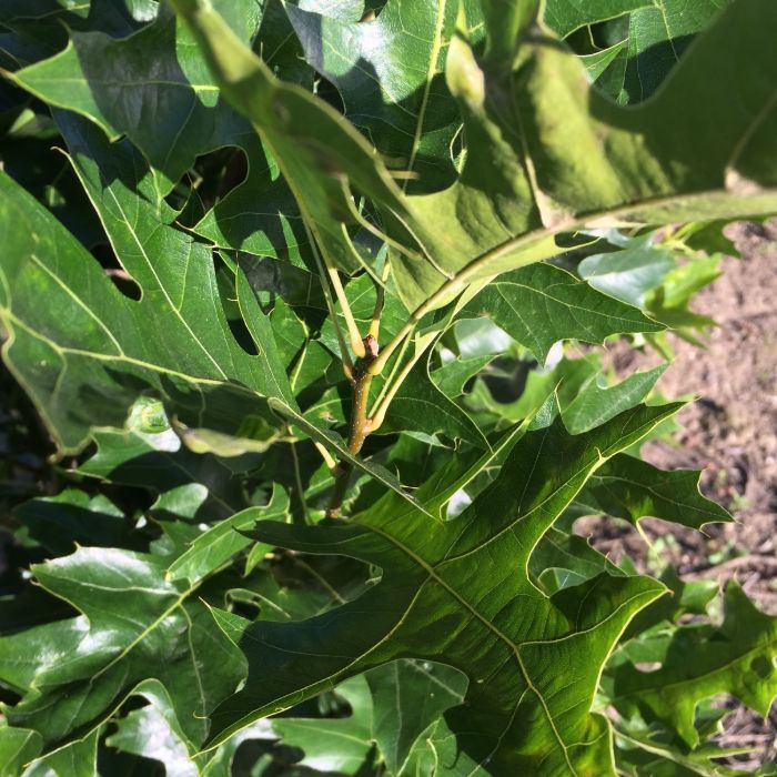 Quercus Palustris - kruisdak