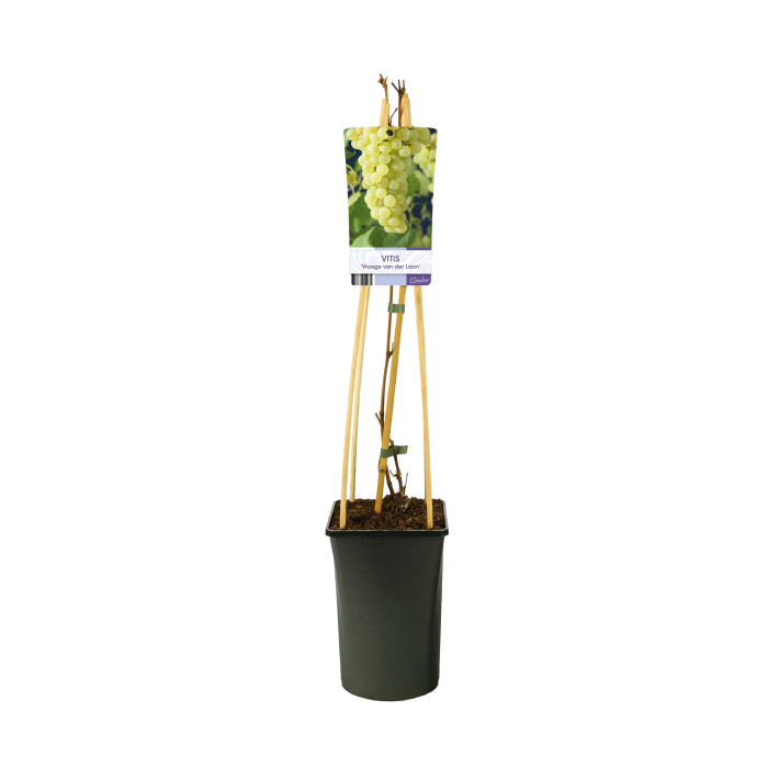 Vitis vinifera 'Vroege van der Laan'