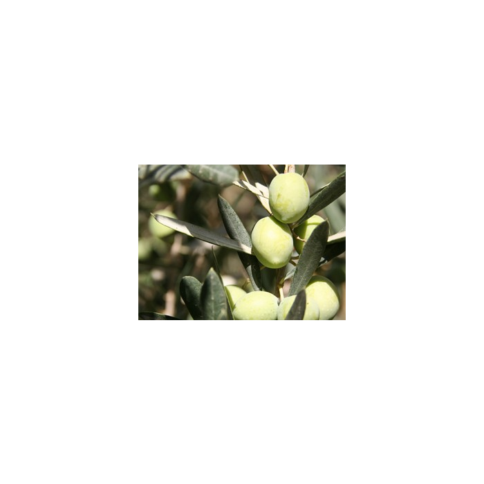 Olea Europaea bush 