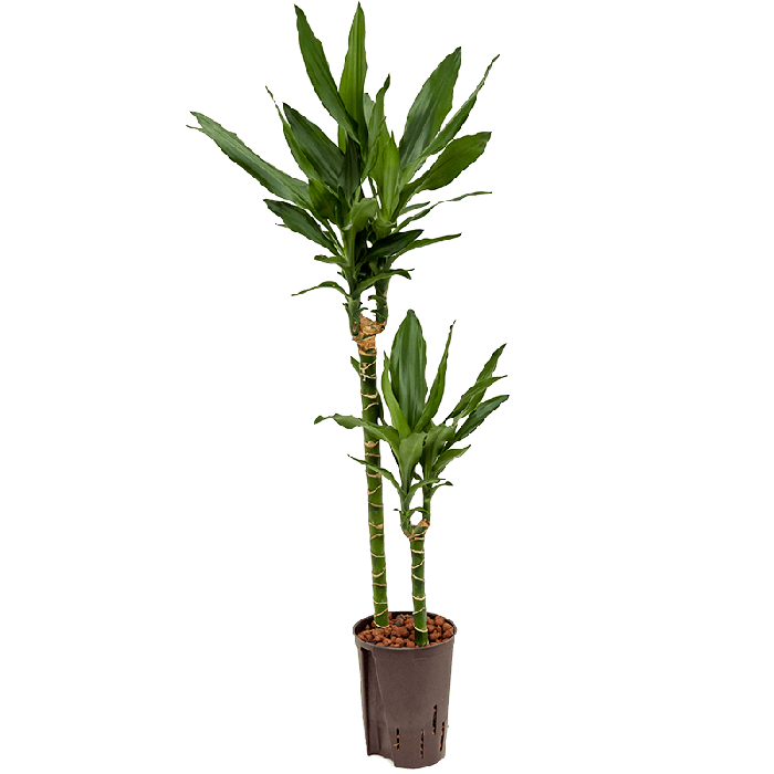 Dracaena Janet Lind 2-stam
