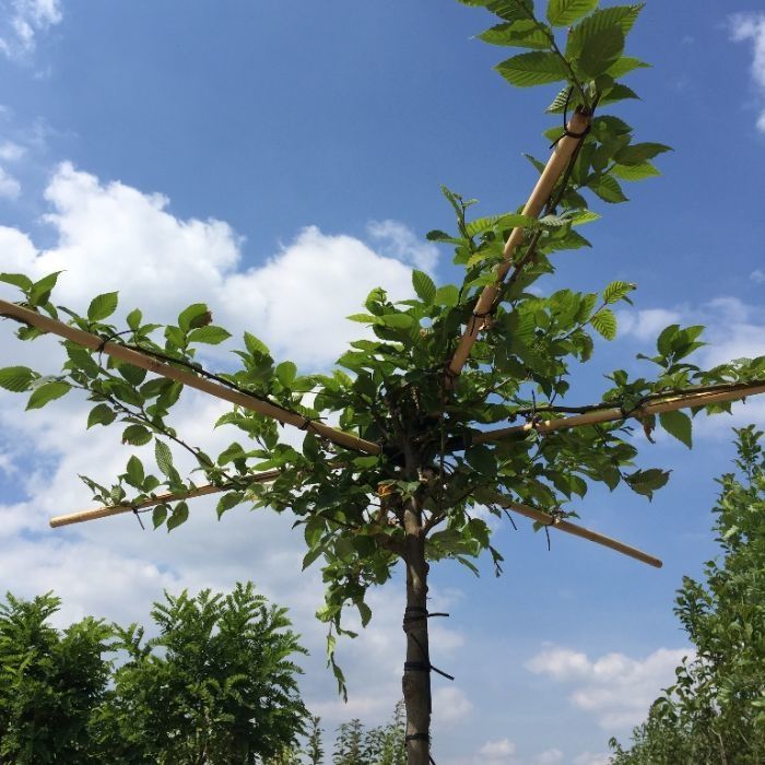 Carpinus Betulus - kruisdak