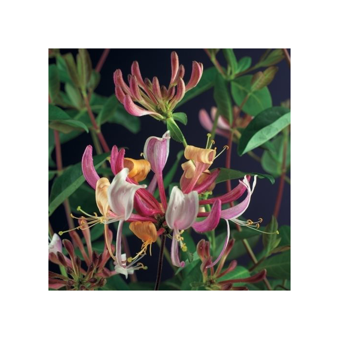 Lonicera periclymenum 'Serotina'