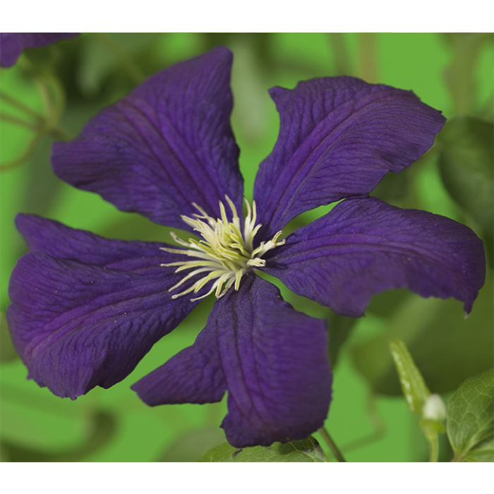 Clematis vit. 'Etoile Violette'