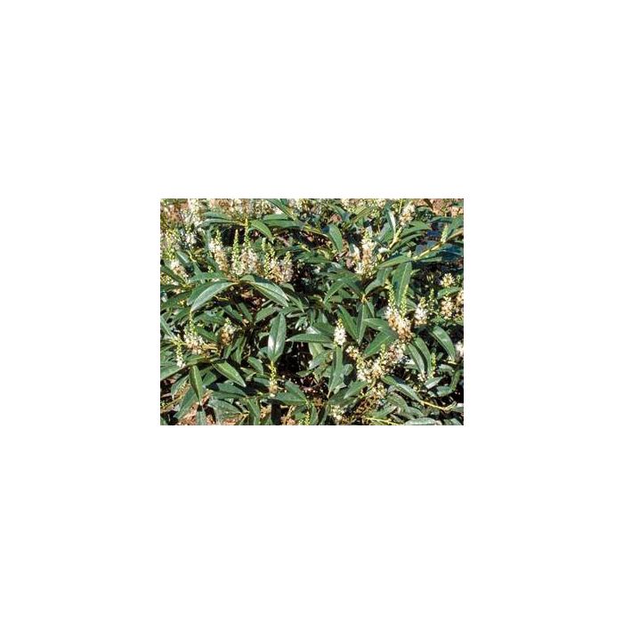Prunus Lusitanica - leiboom