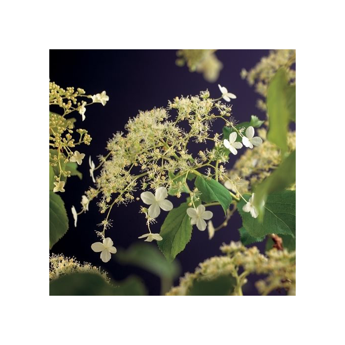 Hydrangea Anomala Petiolaris
