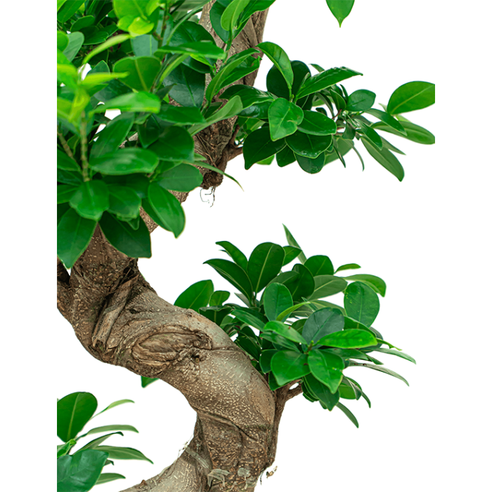 Ficus Bonsai in watergevende Rondo zwart
