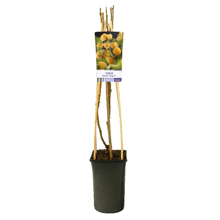 Rubus idaeus 'Fallgold'