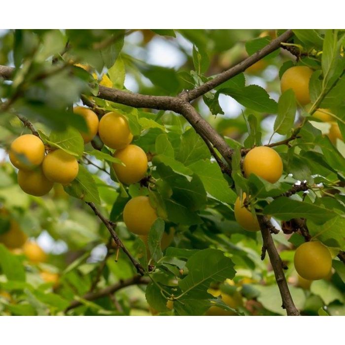 Prunus Domestica Reine Claude D'Oullins - leiboom