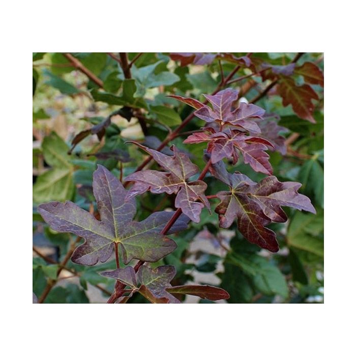 Acer Campestre Red Shine - leiboom