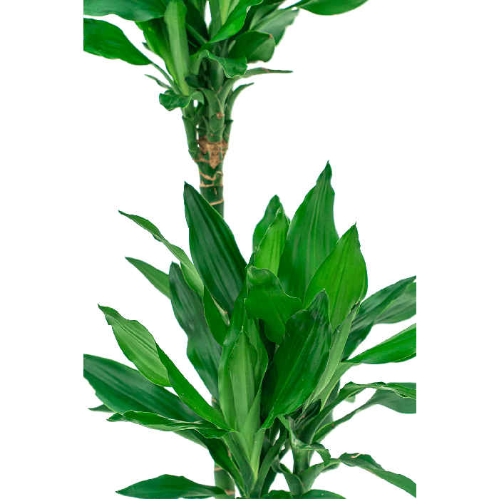 Dracaena Janet Lind 2-stam