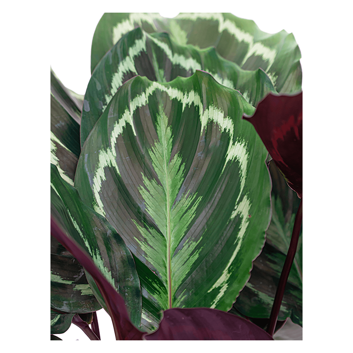 Calathea Medaillon in watergevende Classico antraciet