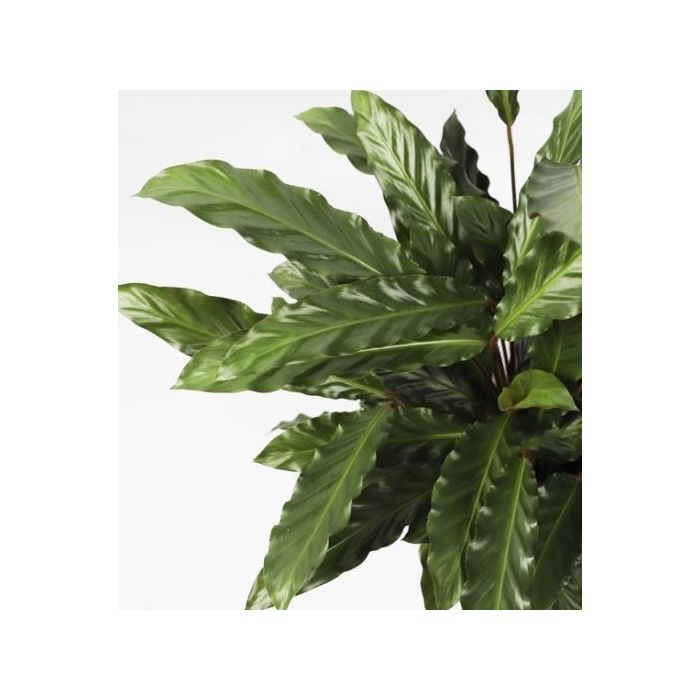Calathea Rufibarba