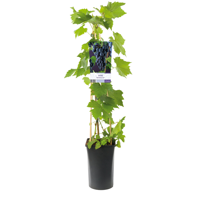 Vitis vinifera 'Rembrandt'