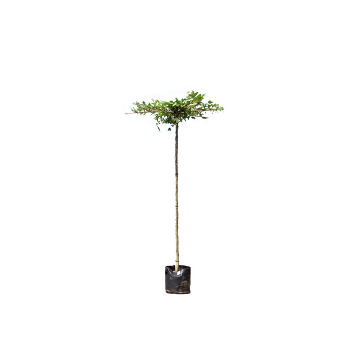 Carpinus Betulus - vierkant dak
