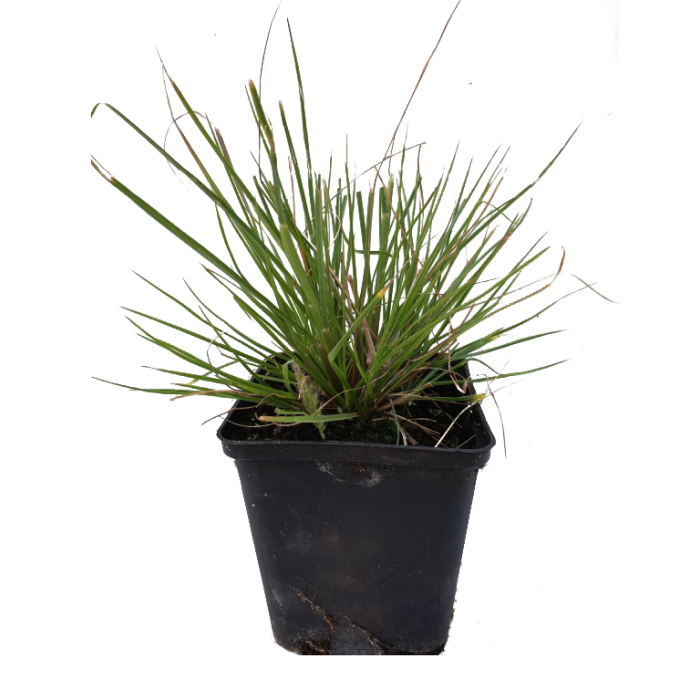 Pennisetum alopecuroides 'Little Bunny'