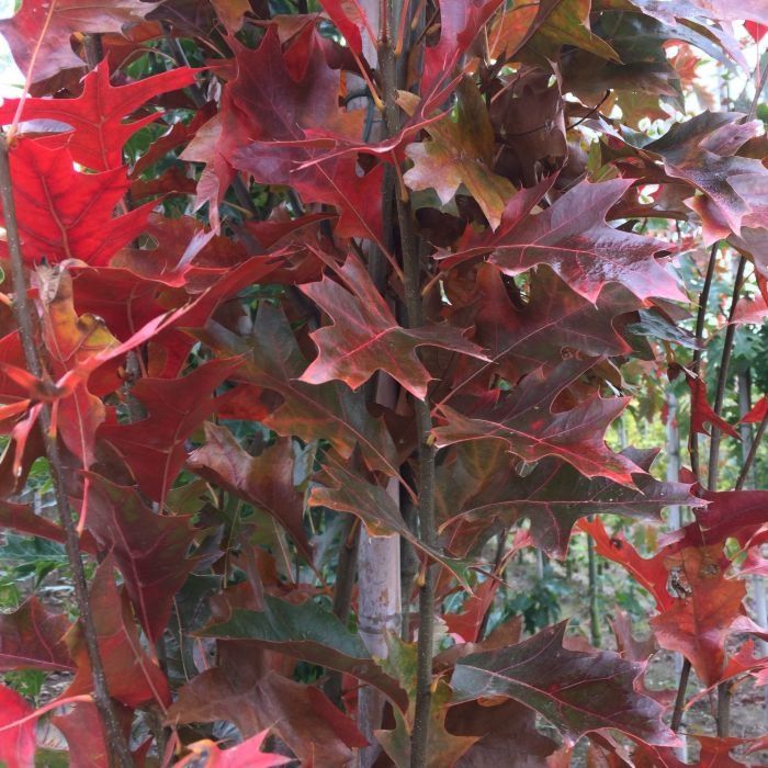 Quercus Palustris Green Pillar
